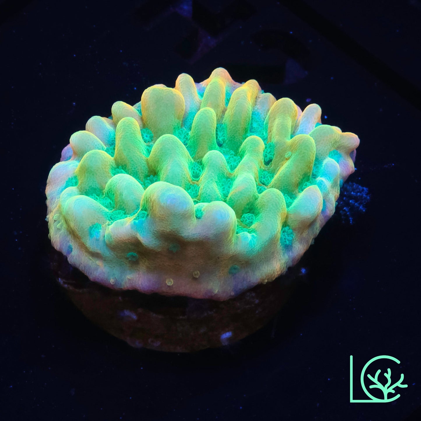JF Beach Bum Montipora WYSIWYG