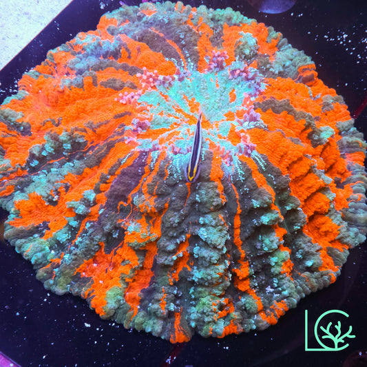 Solar Flare Pinstripe Acantho WYSIWYG