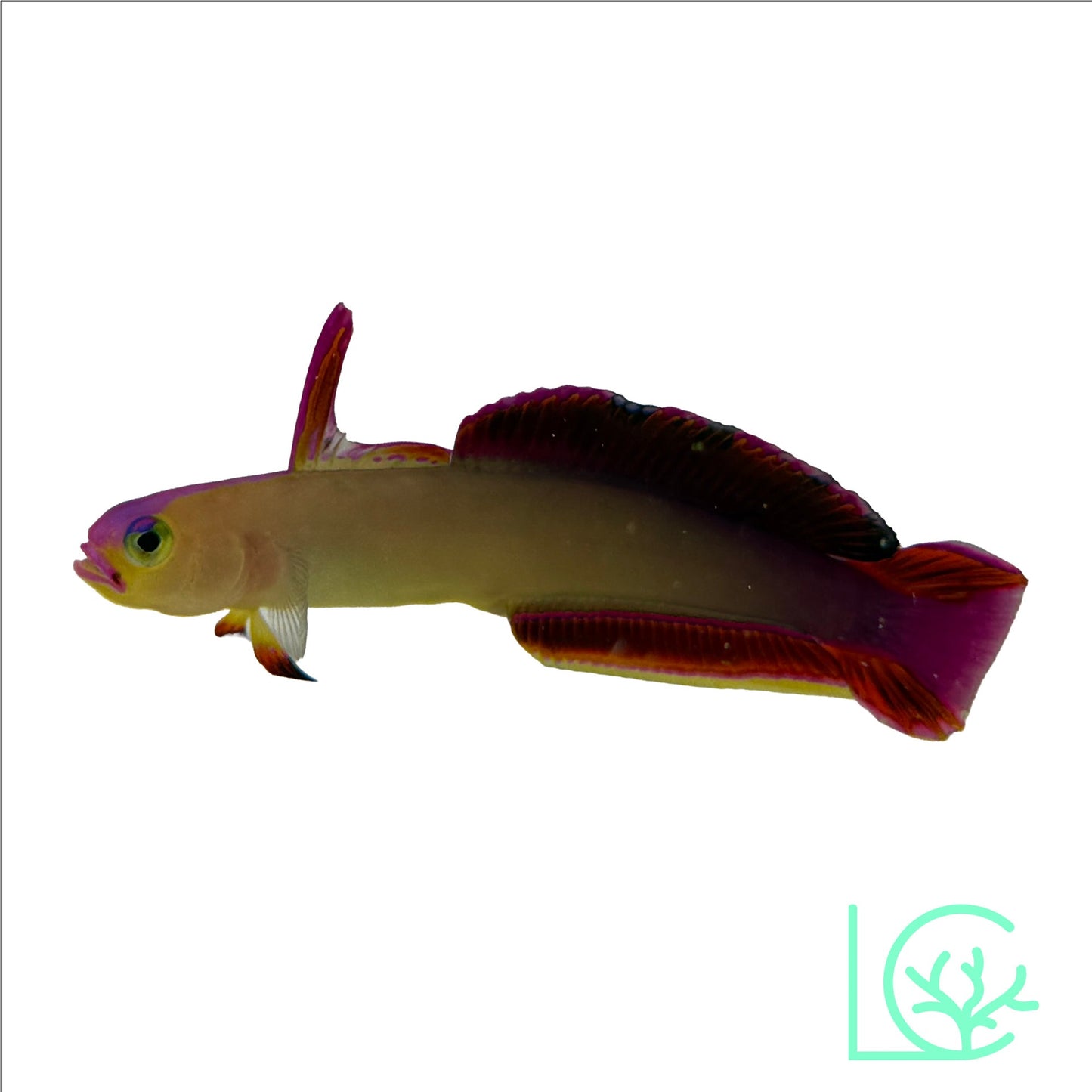 Exquisite Firefish Goby
