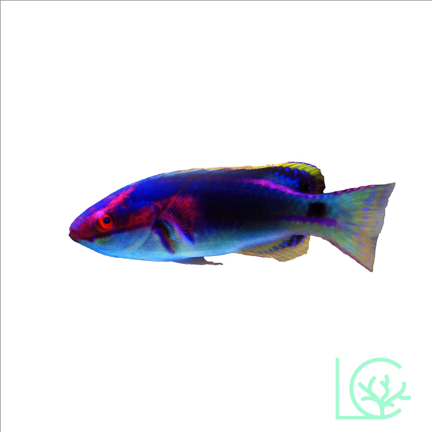 Exquisite Wrasse