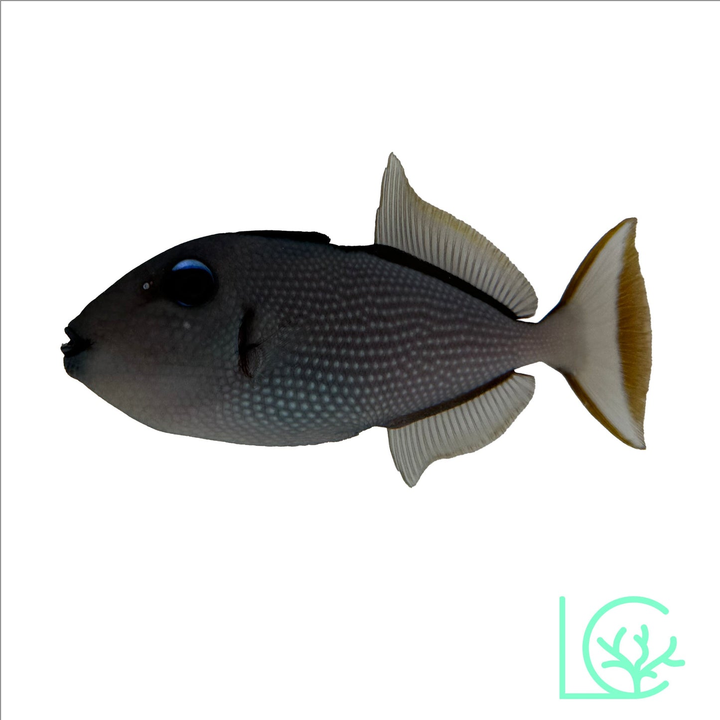 Blue Throat Trigger