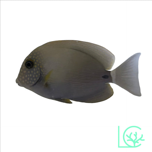 Freckled Tang