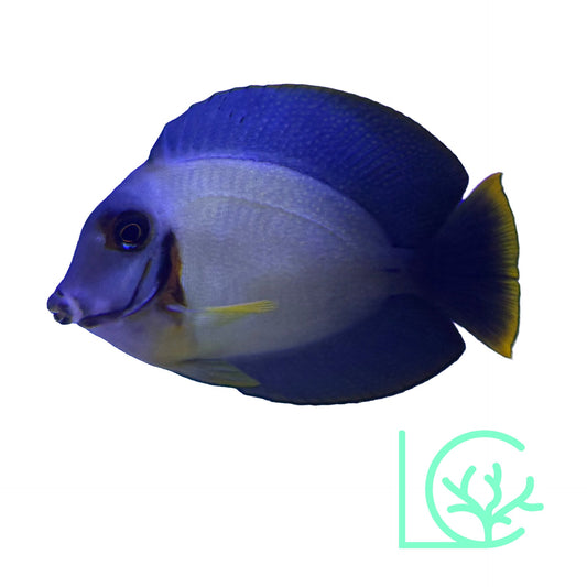 Mimic Half Black Tang