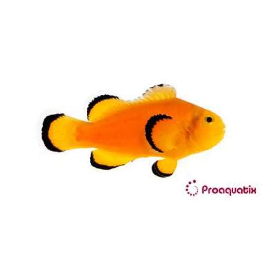 Naked Ocellaris Clownfish