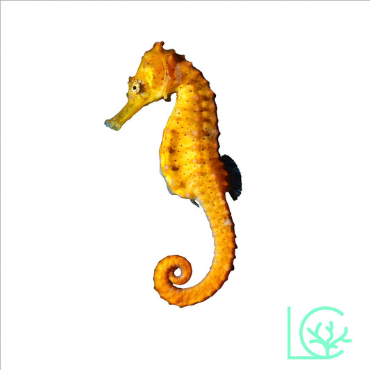 ORA Captive-Bred Reidi Seahorse