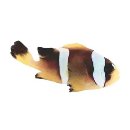 Pearl Eye Bicinctus Clownfish