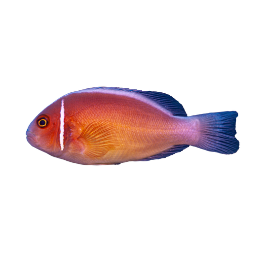 Pink Skunk Clownfish