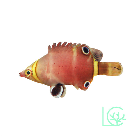 Yellow Banded Possum Wrasse
