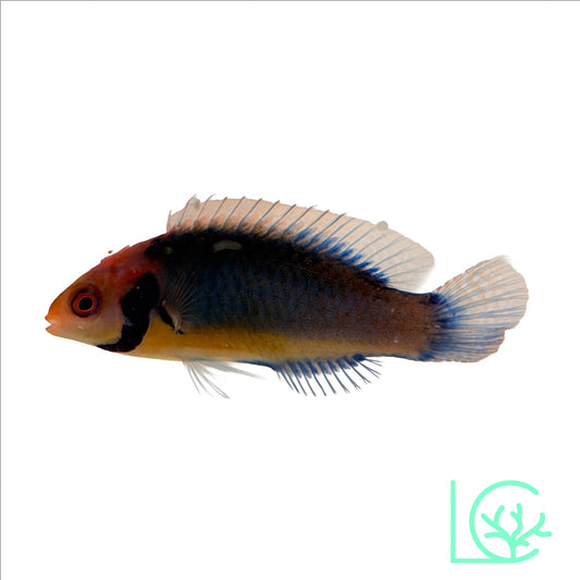 Solorensis Fairy Wrasse