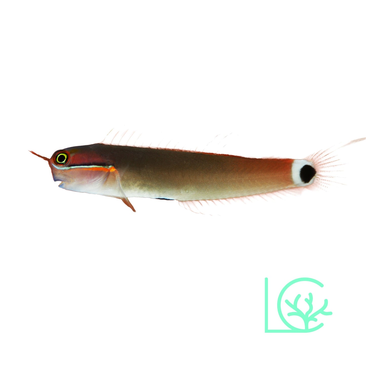 Tailspot Blenny