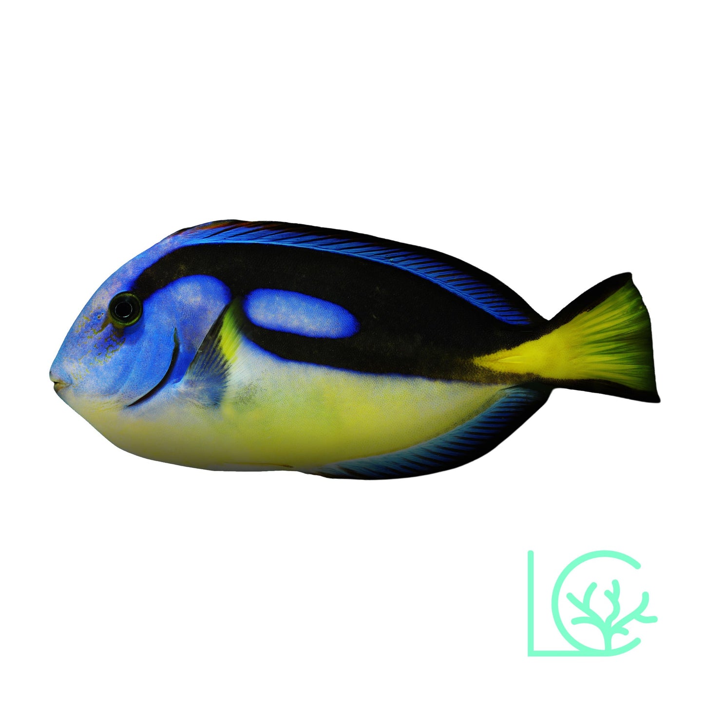 Yellow Belly Blue Hippo Tang