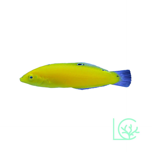 Yellow Coris Wrasse