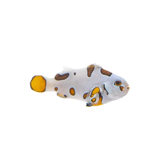 Super Storm Clownfish