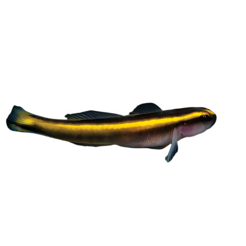 Yellowline Goby